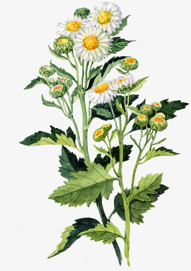 水彩菊花免抠