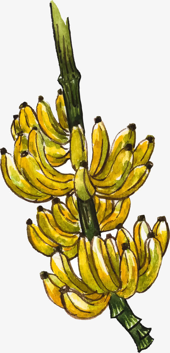 矢量手绘香蕉免抠