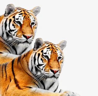 大老虎黄色虎皮动物园胡须耳朵两免抠