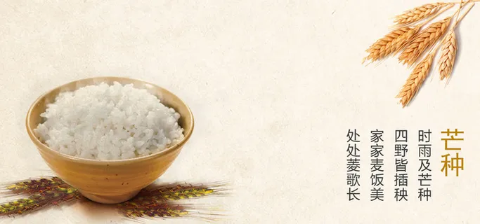 二十四节气芒种黄色稻谷banner高清