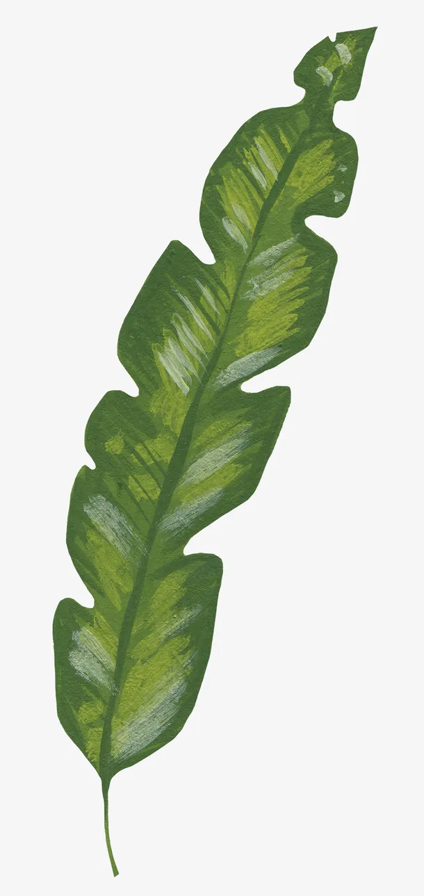 手绘装饰花草元素免抠