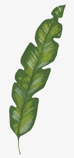 手绘装饰花草元素免抠