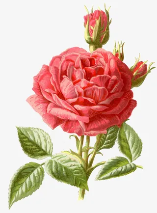 绽放的山茶花免抠