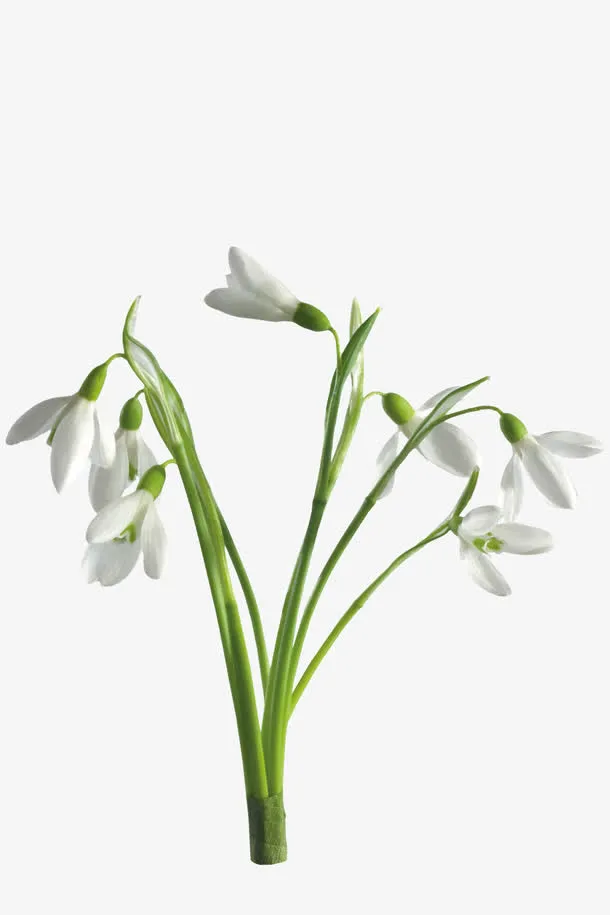 白兰花免抠
