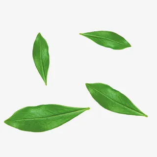 树叶绿叶漂浮图标免抠