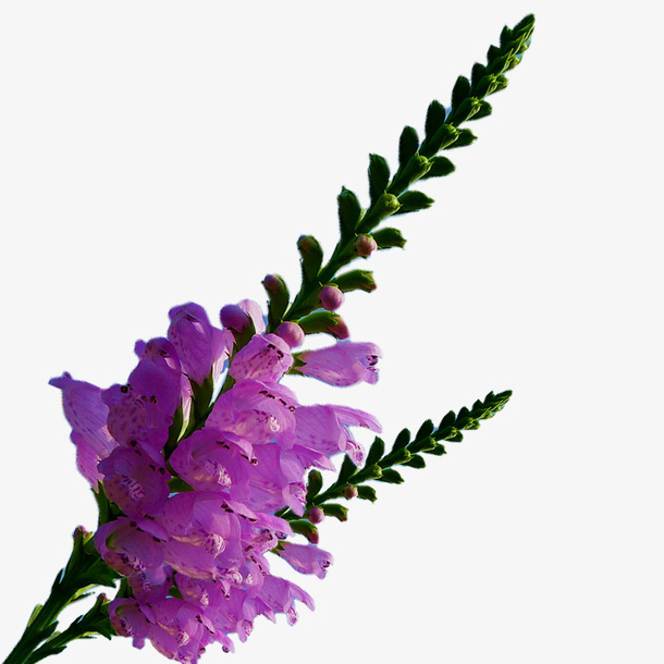 芝麻卡花节节高免抠