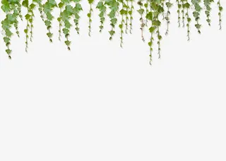 叶子藤蔓边框背景