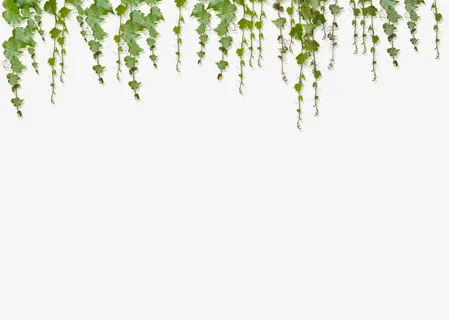 叶子藤蔓边框背景 叶子藤蔓边框背景