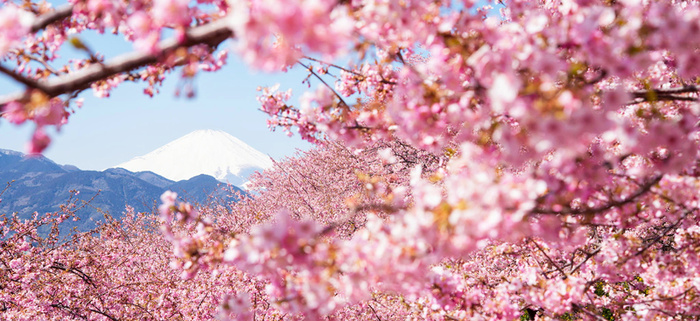 富士山樱花飘落背景图高清