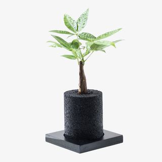 发财树创意盆栽免抠