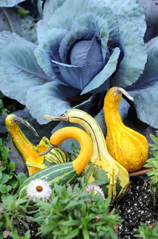 包菜与南瓜免抠