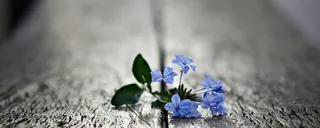 紫色小花木桌背景高清