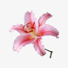 花朵免抠