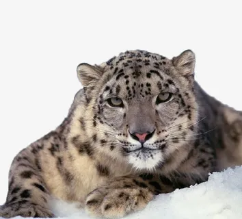 雪豹特写免抠
