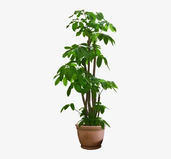 发财树盆栽免抠 发财树盆栽免抠