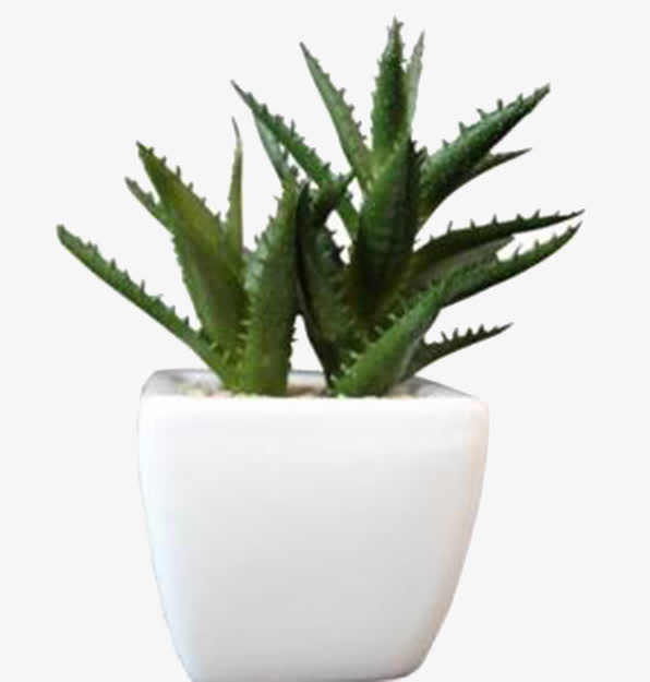 小盆芦荟植物素材免抠