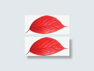 手绘红色复古树叶脉络免抠