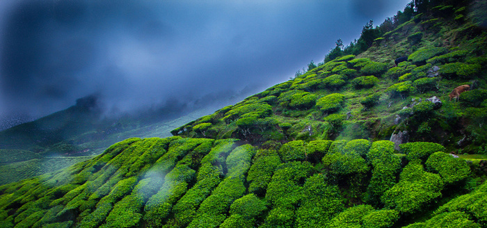 高山茶田背景图高清