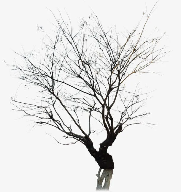 枯树 无叶免抠