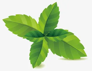 绿色薄荷叶免抠