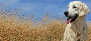 宠物狗野外背景图高清