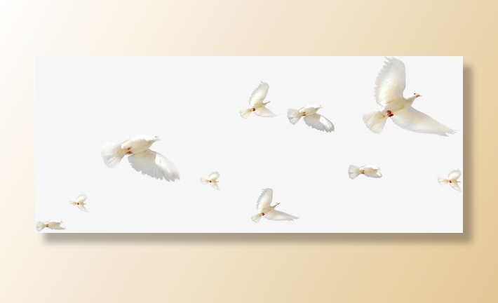 白色春天白鸽创意免抠装饰动物元素