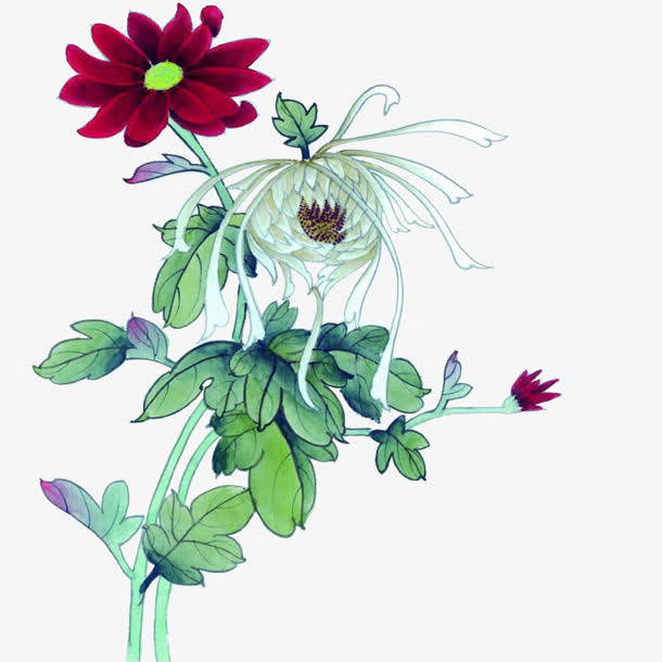 古风彩绘菊花红花绿叶免抠