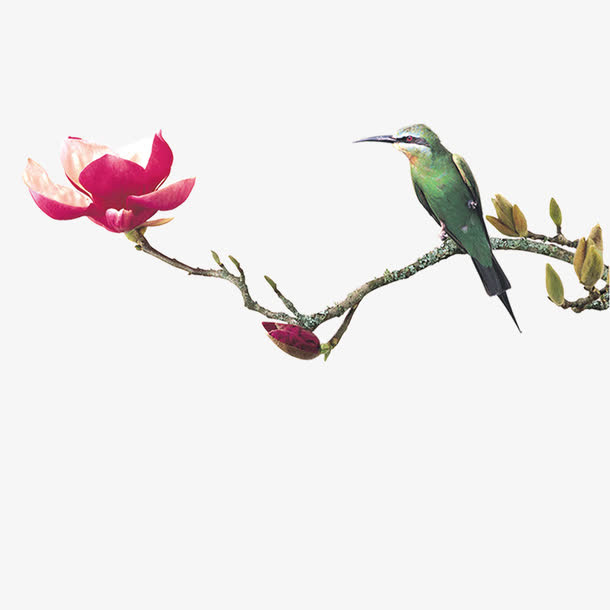 中国风水墨花卉素材免抠