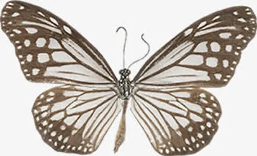 毒蝴蝶素材图片免抠