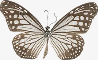 毒蝴蝶素材图片免抠