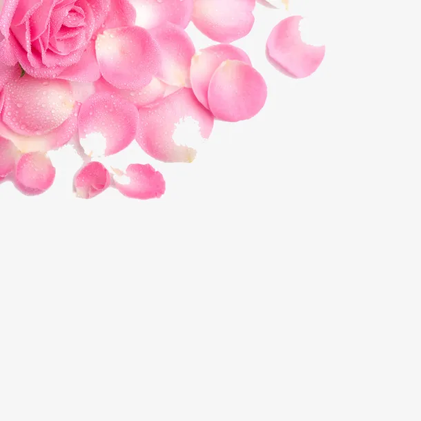 高清唯美粉色花瓣素材免抠