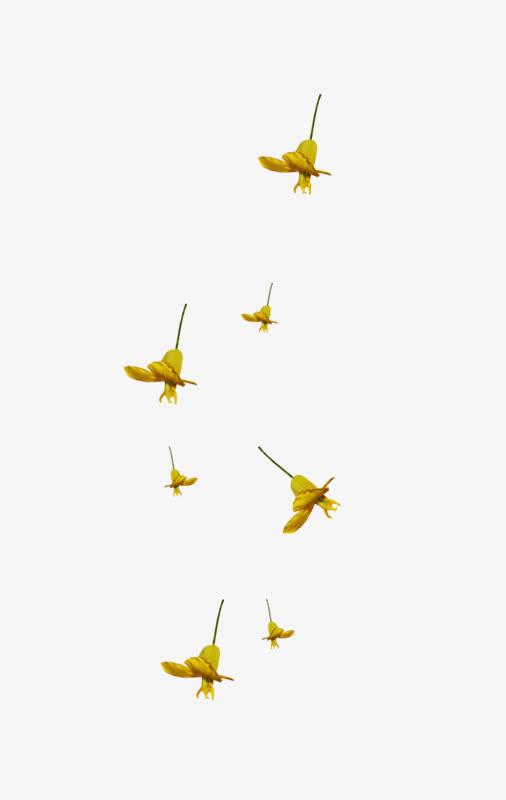 黄花漂浮免抠