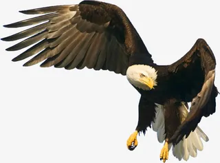 捕捉食物的雄鹰高清免扣png大图免抠