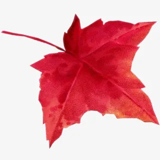 枫叶免抠