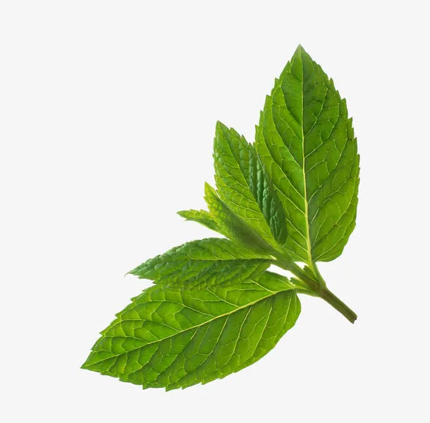 薄荷绿色装饰免抠