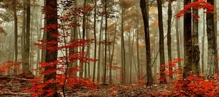 复古秋季枫树林背景高清