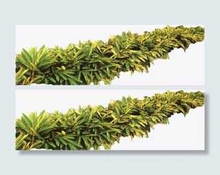 花圃花坛园艺免抠