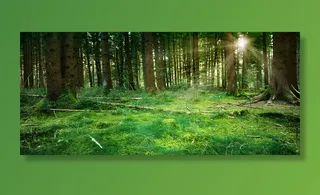 绿色森林背景高清摄影风景背景