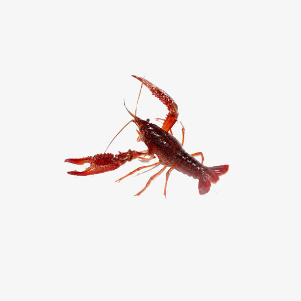 小龙虾免费素材免抠