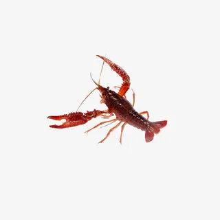 小龙虾免费素材免抠