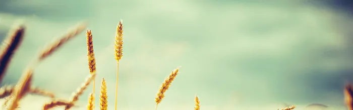小清新秋季背景高清