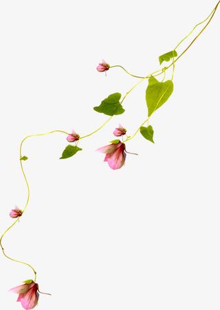 藤条免抠装饰素材免抠