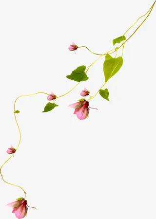 藤条免抠装饰素材免抠