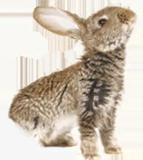 小灰兔婚礼迎宾区图片免抠