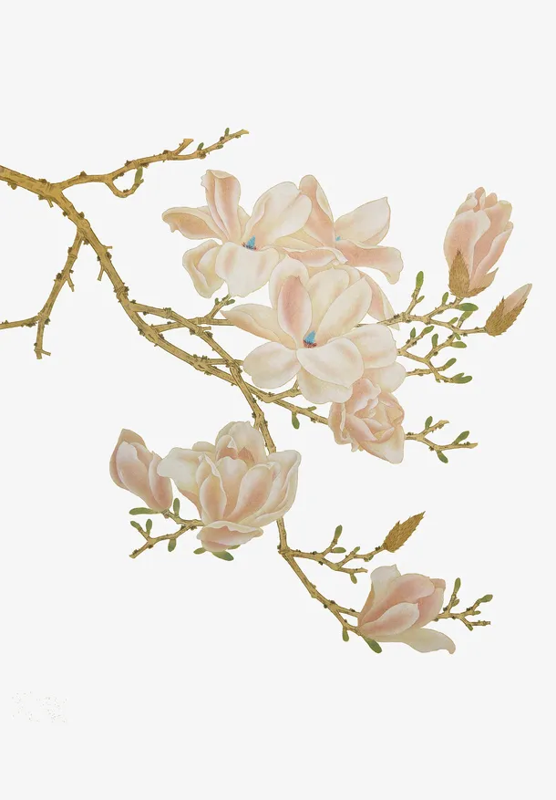 树枝和花免抠