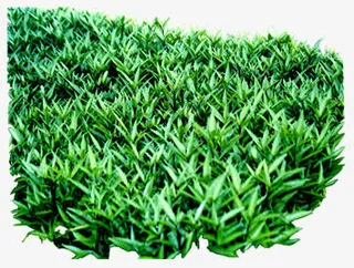 茂盛的绿草地海报背景