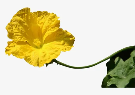 丝瓜藤上伸出的一朵丝瓜花免抠