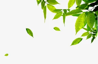 树枝叶片绿色光照免抠