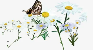 春天花海中的蝴蝶免抠