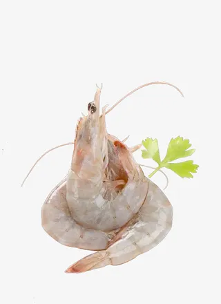 营养南美白对虾PNG免抠